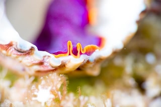 「ヒラムシの仲間」のサムネイル画像