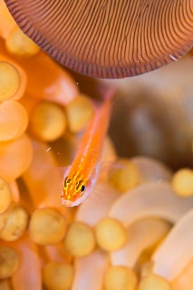 「シロオビイソハゼ」のサムネイル画像