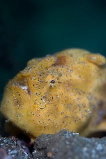 「イザリウオ(カエルアンコウ)」のサムネイル画像