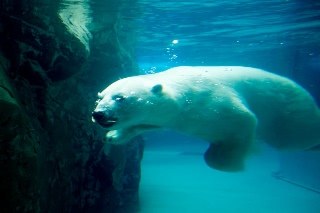 「ホッキョクグマ」のサムネイル画像