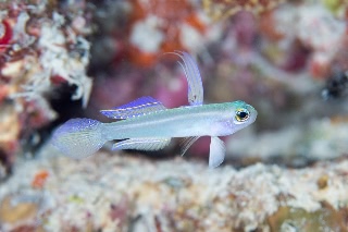 「モエギハゼ」のサムネイル画像