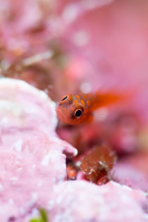「無題」のサムネイル画像