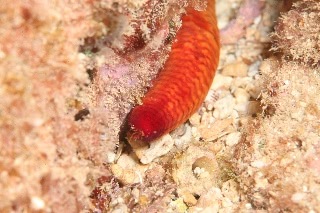 「足の先端」のサムネイル画像