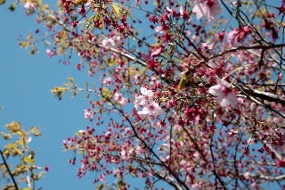 「ヨウコウザクラ(陽光桜)」のサムネイル画像
