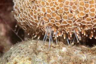 「ラッパウニ(Flower sea urchin)」のサムネイル画像