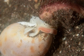 「ツメタガイ」のサムネイル画像