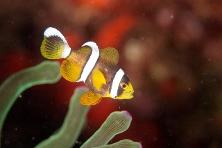 「クマノミ(Anemonefish)」のサムネイル画像