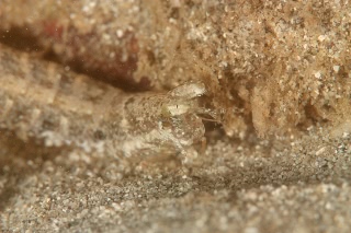 「シャコの仲間」のサムネイル画像