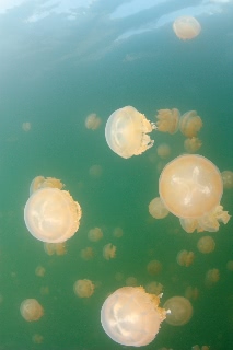 「タコクラゲ(@JELLYFISH LAKE)」のサムネイル画像