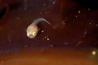 「ホテイウオ(ゴッコ)」のサムネイル画像