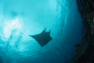 「ナンヨウマンタ」のサムネイル画像