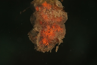 「卵塊」のサムネイル画像