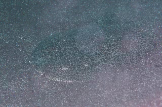 「カスザメ」のサムネイル画像