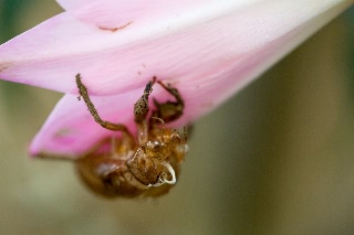 「アブラゼミ」のサムネイル画像
