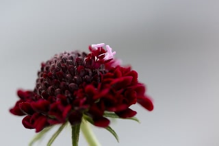 「Black Knight(ブラックナイト)」のサムネイル画像