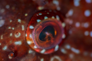 「クジメ」のサムネイル画像