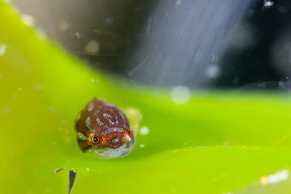 「ホテイウオ(ゴッコ)」のサムネイル画像