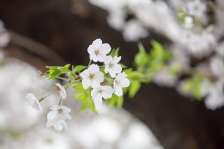「ソメイヨシノ(染井吉野)」のサムネイル画像