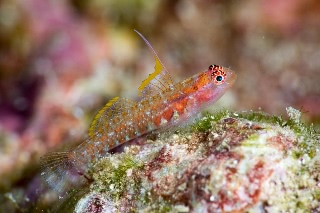 「オオゴチョウイソハゼの一種(背ビレちゃん)」のサムネイル画像