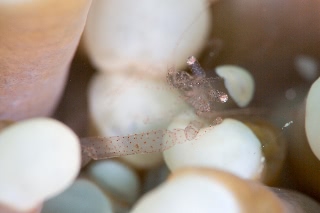 「マッシュルームコーラルシュリンプ」のサムネイル画像