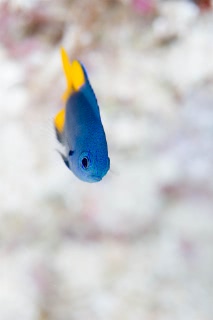 「カンザシスズメダイ」のサムネイル画像