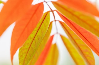 「ハゼノキ(黄櫨の木,櫨の木)」のサムネイル画像