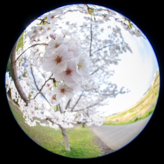 「ソメイヨシノ(染井吉野)」のサムネイル画像