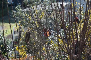 「雀」のサムネイル画像