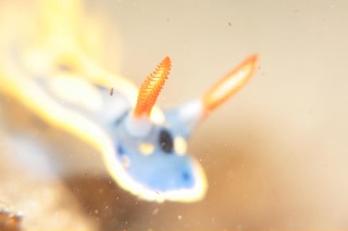 「アオウミウシ」のサムネイル画像