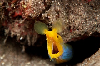 「ハナヒゲウツボ(blue ribbon eel)」のサムネイル画像