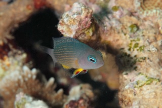 「borneo dottyback(ボルネオドティーバック,Red-dot Dottyback)」のサムネイル画像