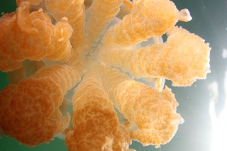 「タコクラゲ(@JELLYFISH LAKE)」のサムネイル画像