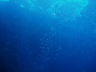 「キビナゴの群れ」のサムネイル画像