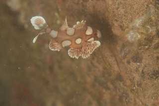 「チョウチョウコショウダイ(Clown Sweerlips)」のサムネイル画像