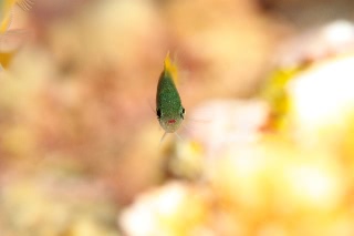 「アサドスズメダイ」のサムネイル画像