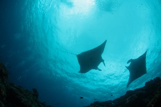 「ナンヨウマンタ」のサムネイル画像