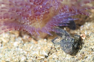 「サイトクビレ」のサムネイル画像