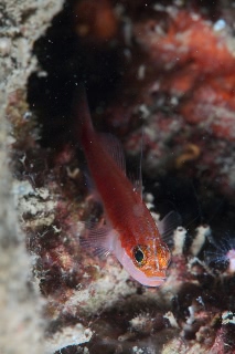 「無題」のサムネイル画像