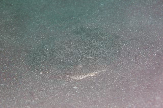 「カスザメ」のサムネイル画像