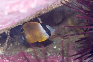 「チョウチョウウオ(Butterflyfish)」のサムネイル画像
