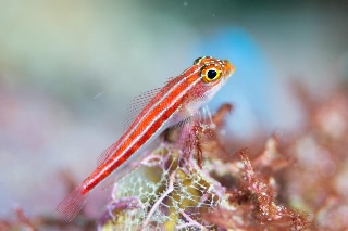 「タテジマヘビギンポ(Tropical striped triplefin)」のサムネイル画像