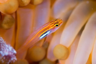 「シロオビイソハゼ」のサムネイル画像