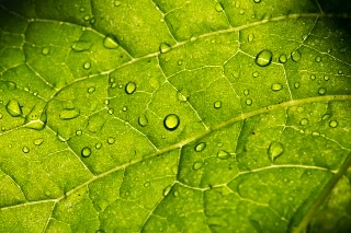 「ホオズキ」のサムネイル画像