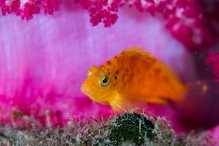 「オキゴンベ(yellow hawkfish)」のサムネイル画像