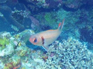 「クロオビマツカサ」のサムネイル画像