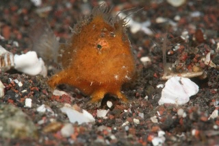 「イザリウオ(カエルアンコウ)」のサムネイル画像