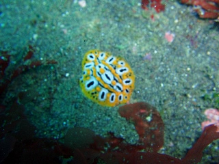 「ポルカドットイボウミウシ」のサムネイル画像