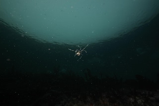 「ウミグモ」のサムネイル画像