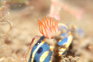 「アオウミウシ」のサムネイル画像