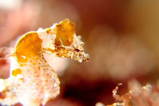 「ジャパニーズピグミーシーホース(japanese pygmy seahorse)」のサムネイル画像